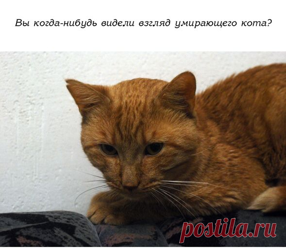 История одного доброго кота... | Все о наших питомцах
