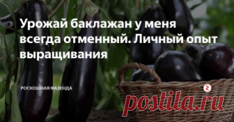 Урожай баклажан у меня всегда отменный. Личный опыт выращивания Баклажан хоть и капризная культура, но выращивают ее многие огородники. Чтобы получить хороший урожай "синенького" овоща, нужно его приучить.