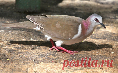 Сем. Голубиные (Columbidae)
Ямайская лептотила (Leptotila jamaicensis)