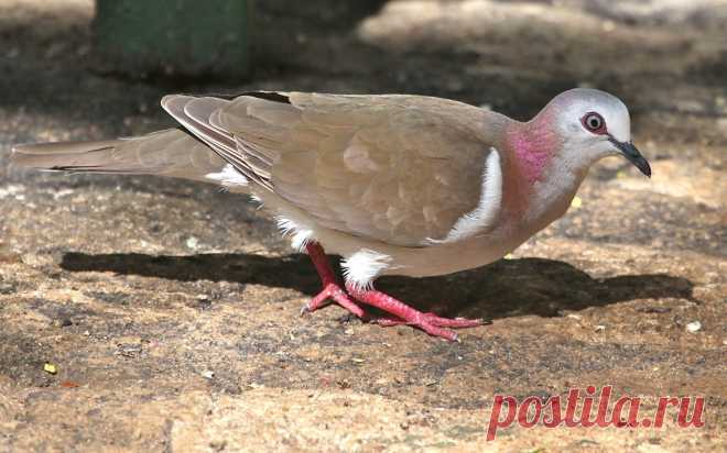 Сем. Голубиные (Columbidae)
Ямайская лептотила (Leptotila jamaicensis)
