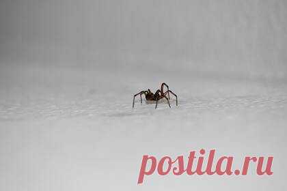 Ядовитый паук укусил отдыхавшего в пабе мужчину. В Великобритании на мужчину, который отдыхал с друзьями в пабе и пил пиво, напал паук. 50-летний Натан Грин рассказал, что почувствовал, как что-то щекочет его ногу. Мужчина был в джинсах и ботинках, поэтому решил, что вряд ли кто-то мог добраться до его кожи, и не придал этому «щекотанию» значения.