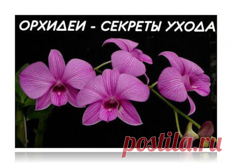 FANS OF DESIGN &amp;&quot;Любители Дизайна&quot; – Надежда Володина добавила фотографию в альбом ЦВЕТОЧКИ-ЛЕПЕСТОЧКИ!!! Наши цветы,ягоды,...