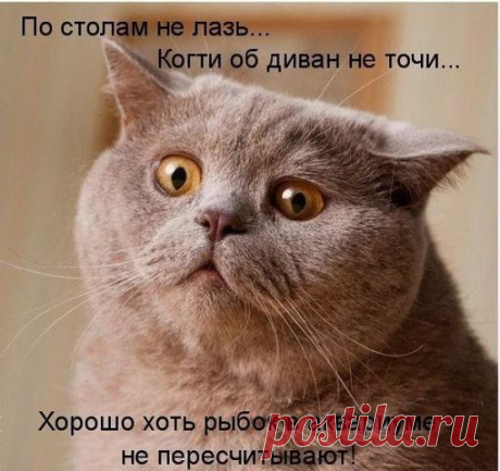 Кот подошел, прижался своим холодным носом к моему лбу и замер. Наверное, что-то скачивает...