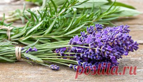 Натуральная безопасная косметика из Франции &amp;#8212; Моя команда Biosea