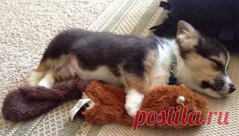 Первый день в доме. До победного играл с игрушечным бобром пока не отключился, устал малыш.