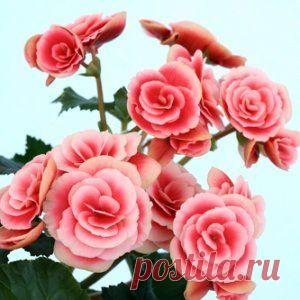 Букет в горшке: выращиваем бегонию