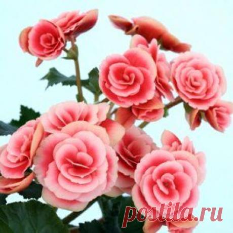 Букет в горшке: выращиваем бегонию