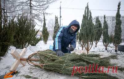 Мишустина попросили ввести нулевой НДС на мандарины и новогодние елки. По словам вице-спикера Госдумы Владислава Даванкова, это нужно, "чтобы создать условия для снижения стоимости на указанные товары и компенсировать рост цен"