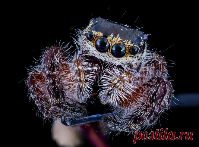 Jumping Spider front 091720_2020-09-17-15.10.08 ZS PMax UDR From the MAGLEV impact site on Patuxent...yet another tiny Jumping Spider, how tiny...it is sitting on the cut end of a pin for scale.  There are so many of these around at this time of year, the woods and fields are thick with these hunters....personable too, with their forward facing eyes, they appear to have a relationship with you.  They do, of course, both the spider and you just can't figure out what it is. ...