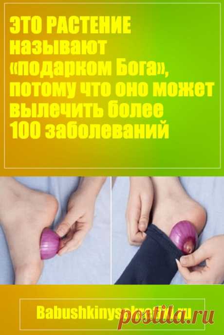 Это растение называют «подарком Бога», потому что оно может вылечить более 100 заболеваний (рецепт) — Бабушкины секреты