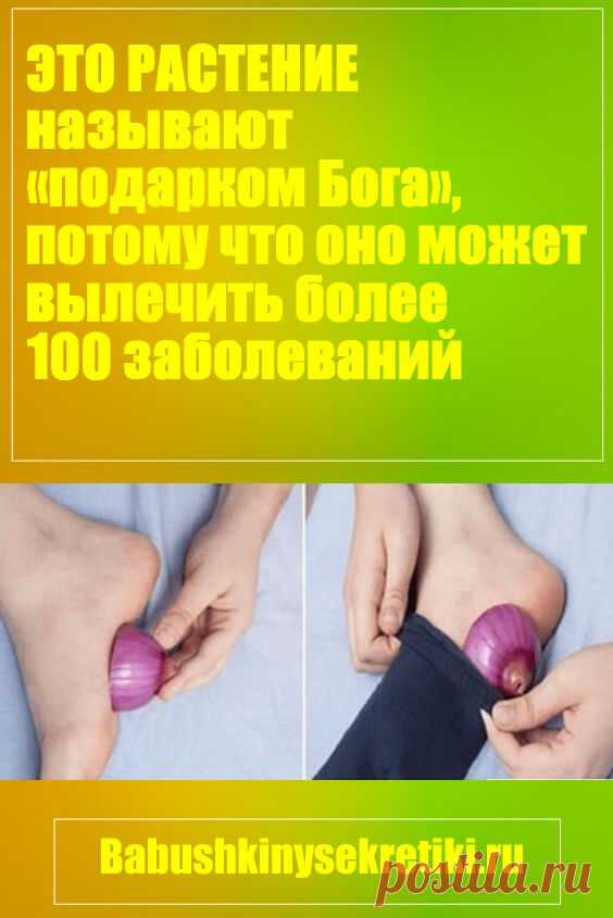 Это растение называют «подарком Бога», потому что оно может вылечить более 100 заболеваний (рецепт) — Бабушкины секреты