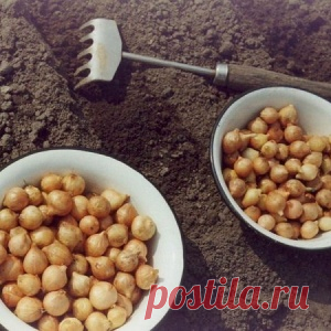 КАК ЗАМАЧИВАТЬ ЛУК ПЕРЕД ПОСАДКОЙ