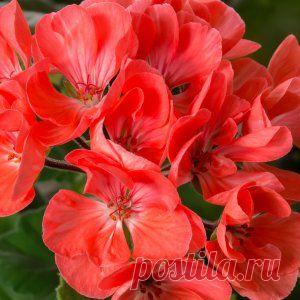 Пеларгония – домашний аромотерапевт