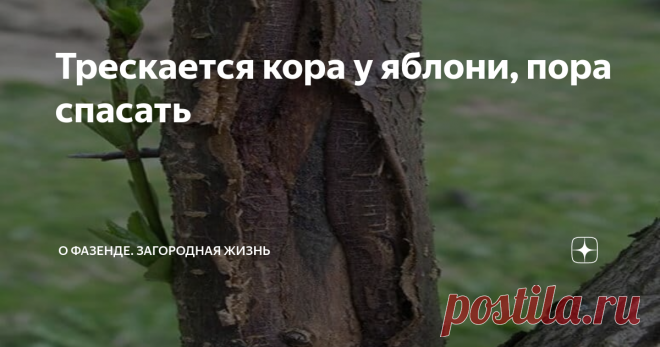 Трескается кора у яблони, пора спасать Многие садоводы сталкиваются с неприятной ситуацией, когда трескается кора у яблони. Чем раньше будет проведено лечение, тем выше шанс спасти дерево от гибели.