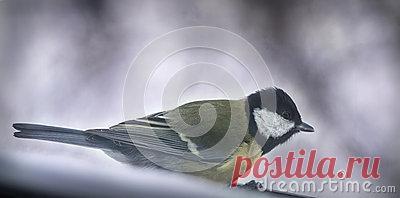 Stock Photos, Royalty-Free Images & Video Footage By Dreamstime Stock Photography