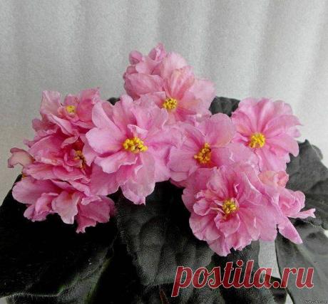 Размер горшка для фиалок, какой нужен оптимальный объем и диаметр горшочка для посадки стандартной розетки: фото и описание Читать ещёРазмер горшка для фиалок, какой нужен оптимальный объем и диаметр горшочка для посадки стандартной розетки: фото и описание...
Выращивание фиалок в домашних условиях – увлекательное и ответственное занятие.
Важно не только правильно подобрать грунт, выбрать правильные емкости для высаживания, но и знать, какой должен быть правильный размер горшка для этого цветка.