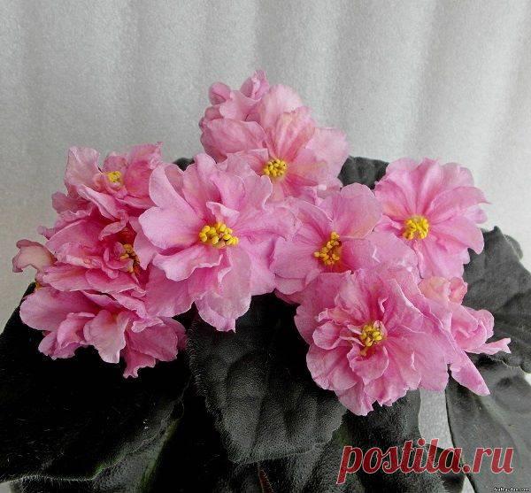 Размер горшка для фиалок, какой нужен оптимальный объем и диаметр горшочка для посадки стандартной розетки: фото и описание Читать ещёРазмер горшка для фиалок, какой нужен оптимальный объем и диаметр горшочка для посадки стандартной розетки: фото и описание...
Выращивание фиалок в домашних условиях – увлекательное и ответственное занятие.
Важно не только правильно подобрать грунт, выбрать правильные емкости для высаживания, но и знать, какой должен быть правильный размер горшка для этого цветка.