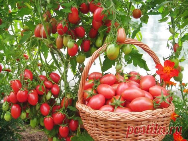 Запомните эти три правила, и у вас всегда будет богатый урожай помидор. 
