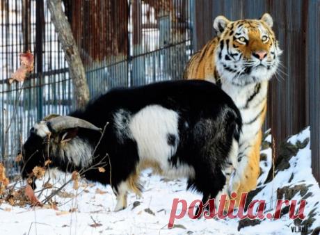 ЗООЗАЩИТНИКИ БЬЮТ ТРЕВОГУ ИЗ-ЗА ДРУЖБЫ КОЗЛА И ТИГРА