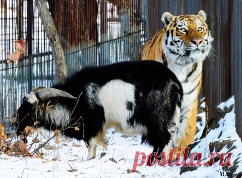 ЗООЗАЩИТНИКИ БЬЮТ ТРЕВОГУ ИЗ-ЗА ДРУЖБЫ КОЗЛА И ТИГРА