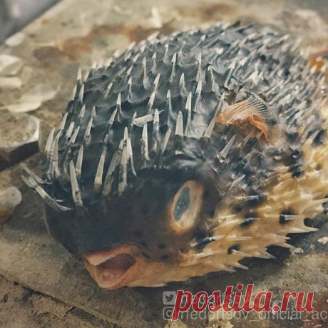 Funny fish. Такая вот смешная рыба с иголками