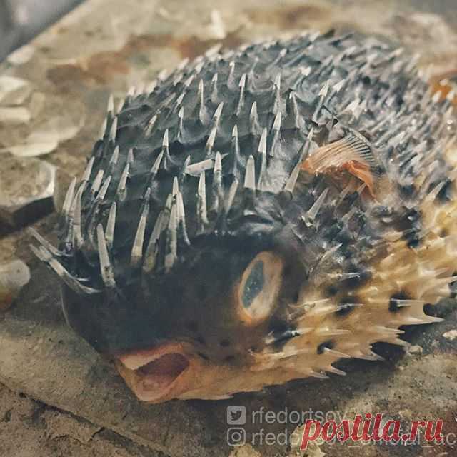 Funny fish. Такая вот смешная рыба с иголками