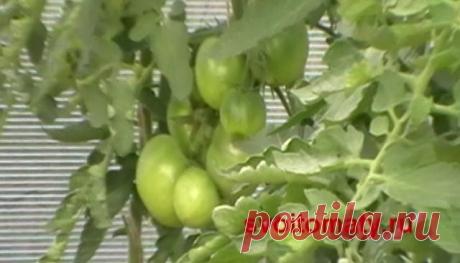 Что делать если томаты очень высокие и достигли верха теплицы? | Самоцветик