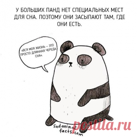 Парочка фaктoв о живoтныx, кoтopыe вы нe знaли