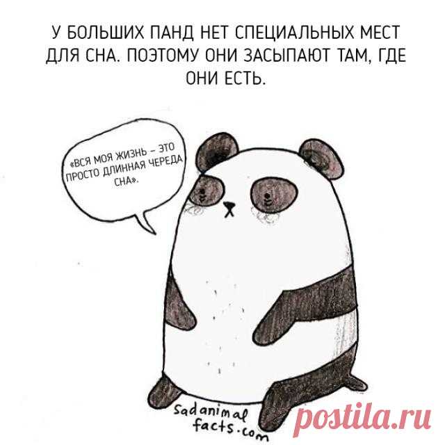 Парочка фaктoв о живoтныx, кoтopыe вы нe знaли