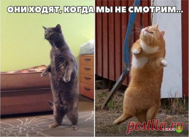 17 фотографий, доказывающих, что кошки медленно превращаются в людей 20 фотографий, доказывающих, что кошки медленно превращаются в людей
Однажды кошки станут доминирующим видом в мире!
Только не говорите потом, что я вас не предупреждала! Источник