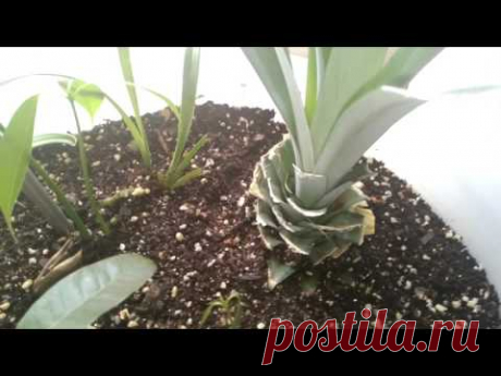 파인애플 키우기 이야기