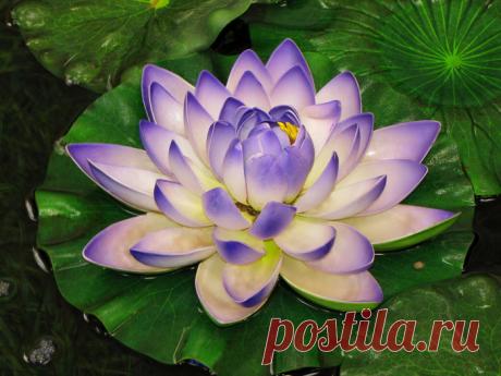 115884390_1e1c655496301f61fc26ca725ff2d422.jpg (Изображение JPEG, 700 × 525 пикселов) - Масштабированное (96%)