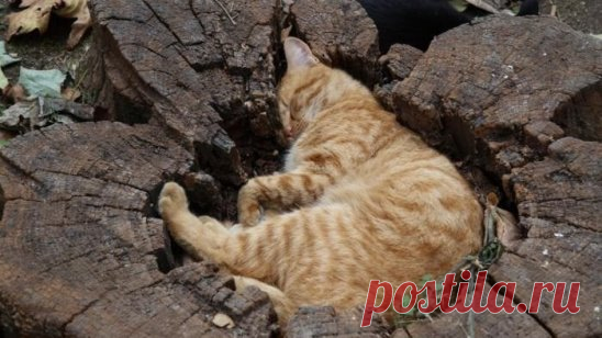 Удобный пень