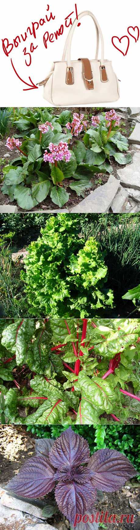 Декоративные свойства овощных растений: группы по продолжительности жизни. Выиграйте стильную сумку от интернет-магазина Клуб Красоты, разместив любой пост с сайта 7dach.ru в Постиле. Чем больше постов - тем выше шансы. Розыгрыш состоится в понедельник, 16 декабря. В акции участвуют все посты, которые содержат этот текст и фото сумки!