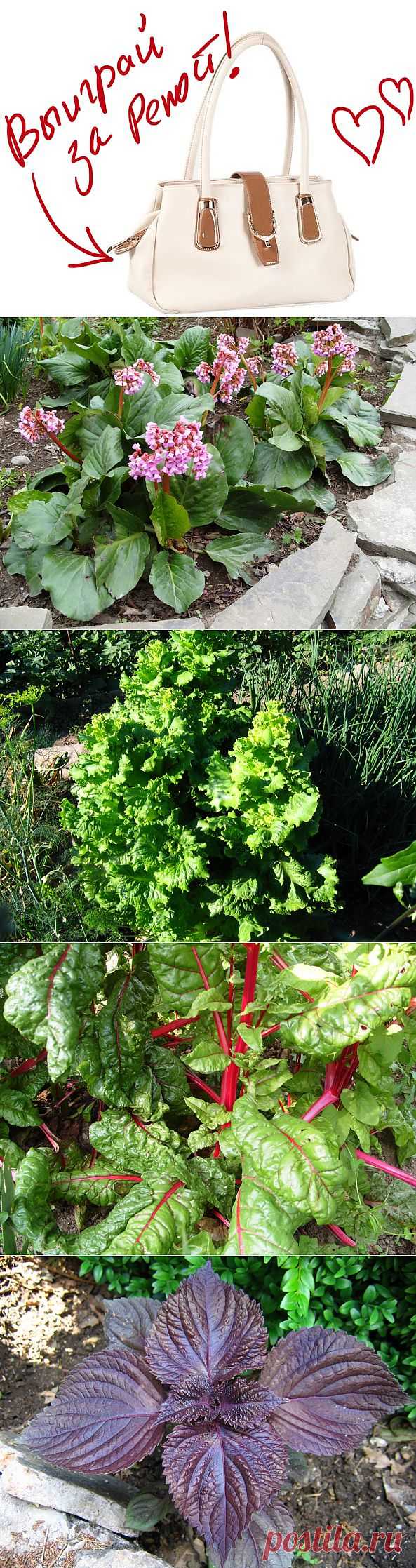 Декоративные свойства овощных растений: группы по продолжительности жизни. Выиграйте стильную сумку от интернет-магазина Клуб Красоты, разместив любой пост с сайта 7dach.ru в Постиле. Чем больше постов - тем выше шансы. Розыгрыш состоится в понедельник, 16 декабря. В акции участвуют все посты, которые содержат этот текст и фото сумки!