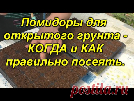 Томаты для открытого грунта - когда и как посеять, чтобы урожай собирать вёдрами!