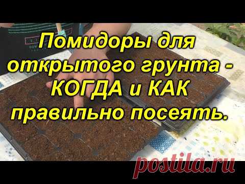 Томаты для открытого грунта - когда и как посеять, чтобы урожай собирать вёдрами!