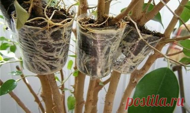 Уникальный способ размножения деревьев и кустарников Легко получить саженцы деревьев, кустарников и комнатных цветов, имеющих древовидные стебли, методом воздушных отводков. Способ неимоверно прост и не потребует наличия специального инструмента или как…