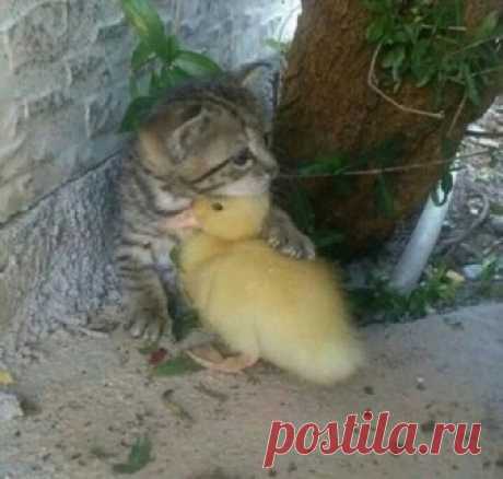 Котейки и компания.