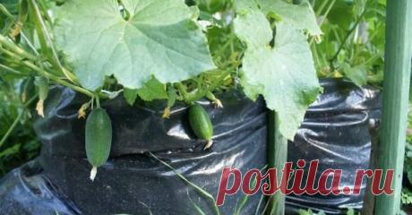 Узнайте, как вырастить 1000 огурцов на 1м²