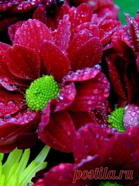 (96) Pinterest