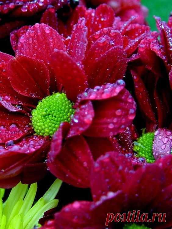 (96) Pinterest