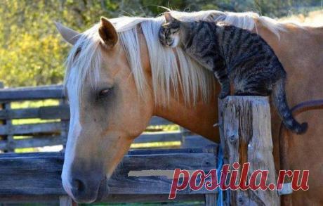 (4) Одноклассники