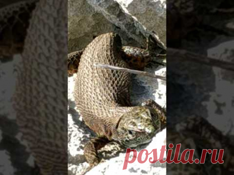 #ящерица #природа у моря #adriaticsea #beautifulnature #croatia