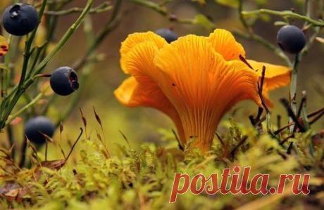 (30) Одноклассники