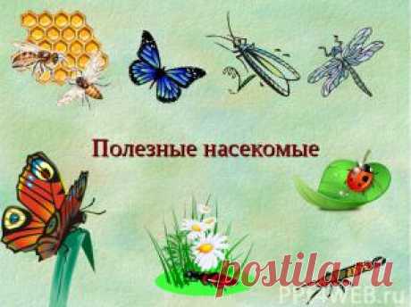 полезные насекомые: 18 тыс изображений найдено в Яндекс.Картинках
