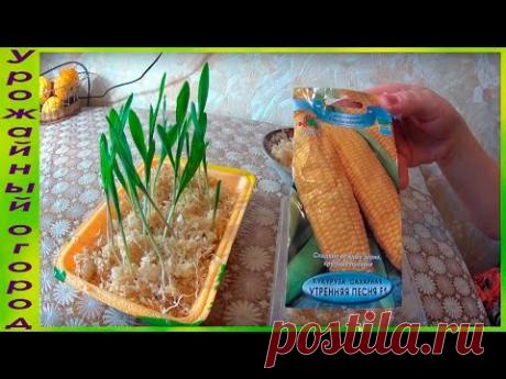 РАССАДА КУКУРУЗЫ В ОПИЛКАХ!ОТЛИЧНЫЙ СПОСОБ!