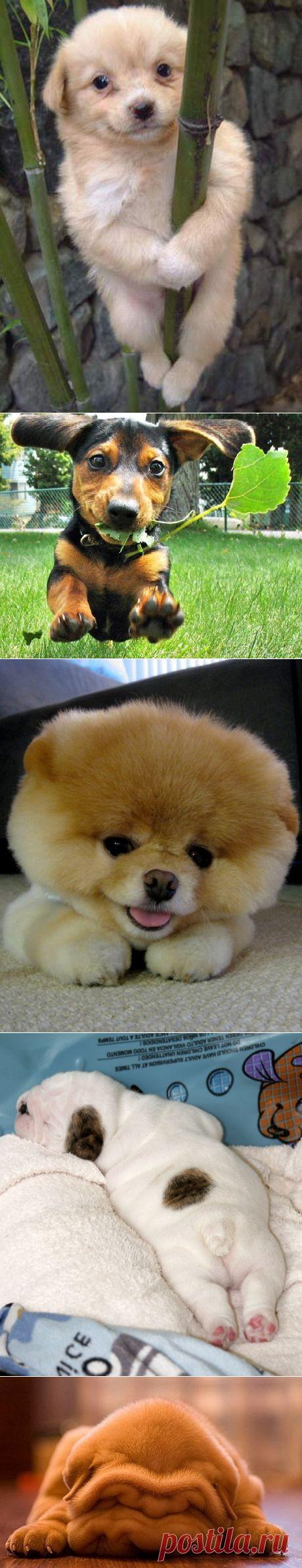 Мимимишки! :)