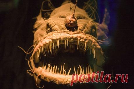 (VIDEO) O creatură ciudată și misterioasă, filmată în adâncurile Pacificului | Independent