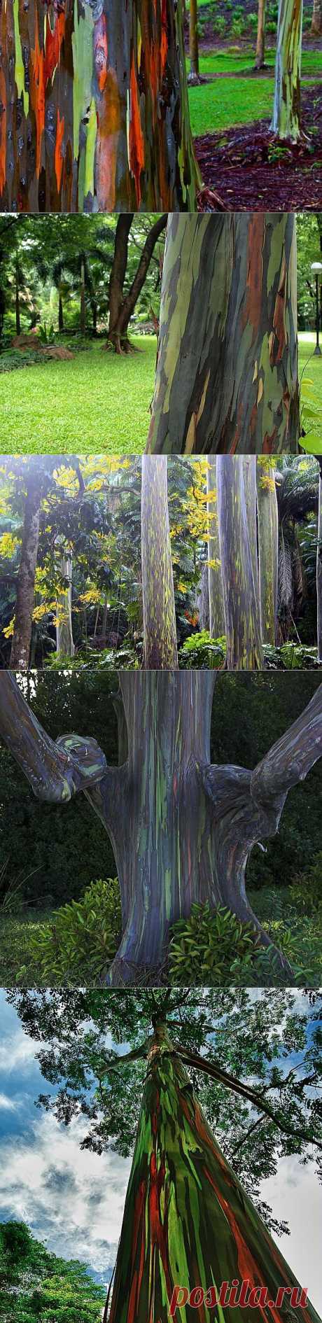 Радужный эвкалипт (Eucalyptus deglupta)